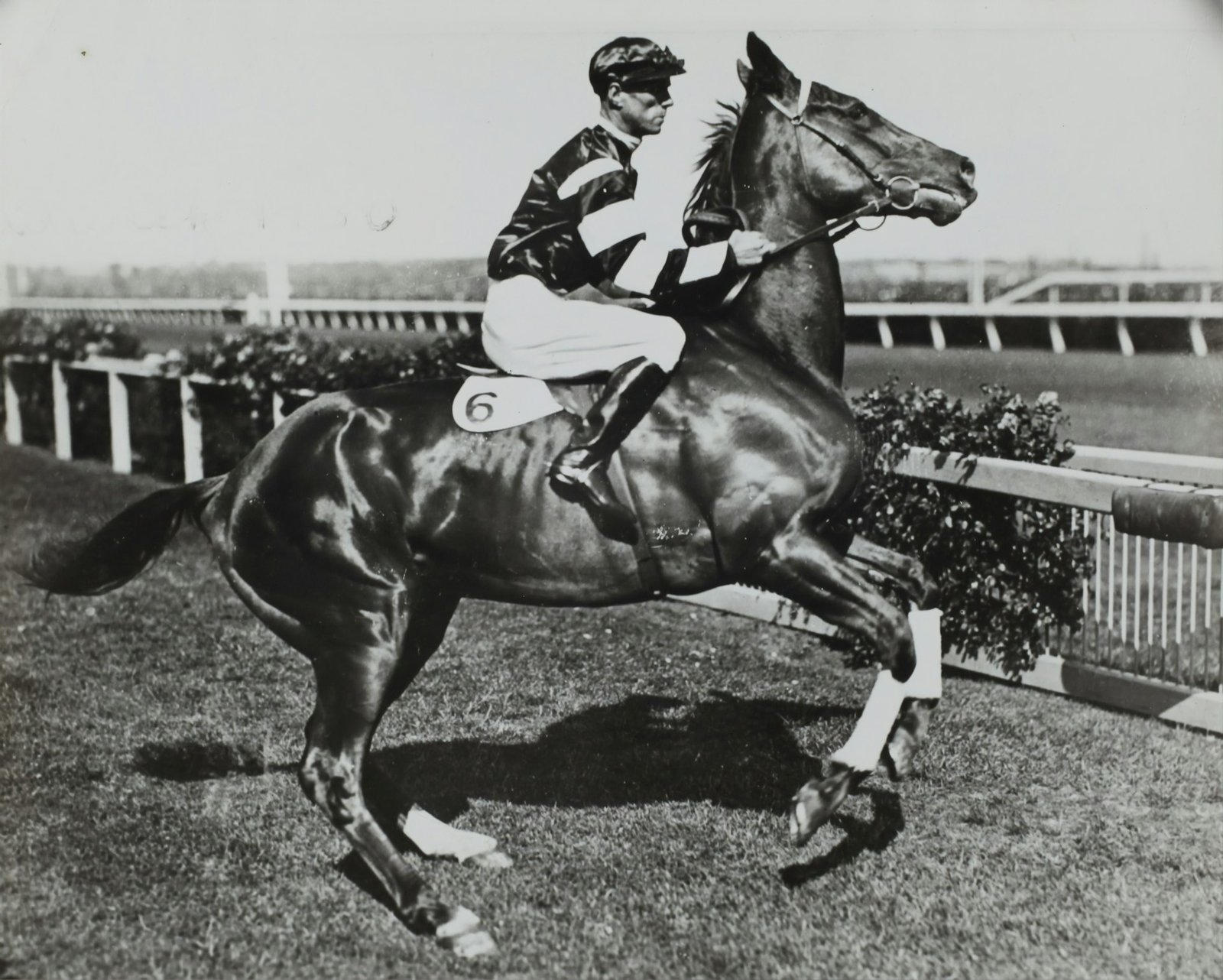 Horse Racing Tipster